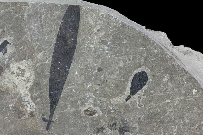 Cretaceous Fossil Leaf - Lebanon Marine Deposits #70502